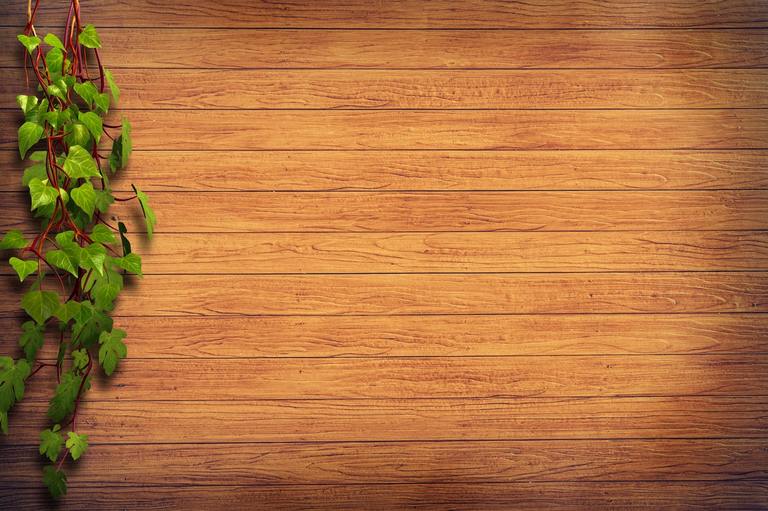 top view of wooden plants